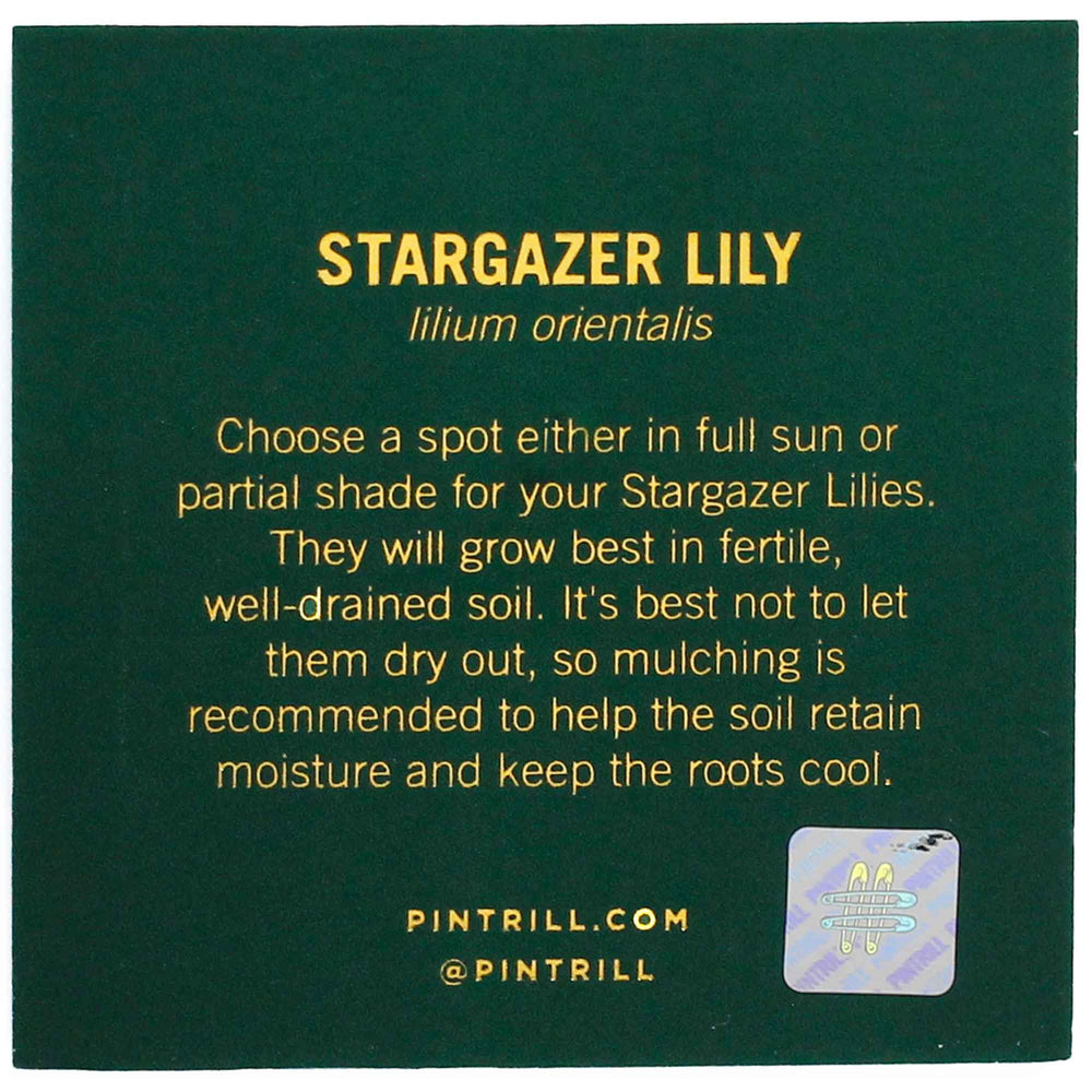 PINTRILL -  - Main Image